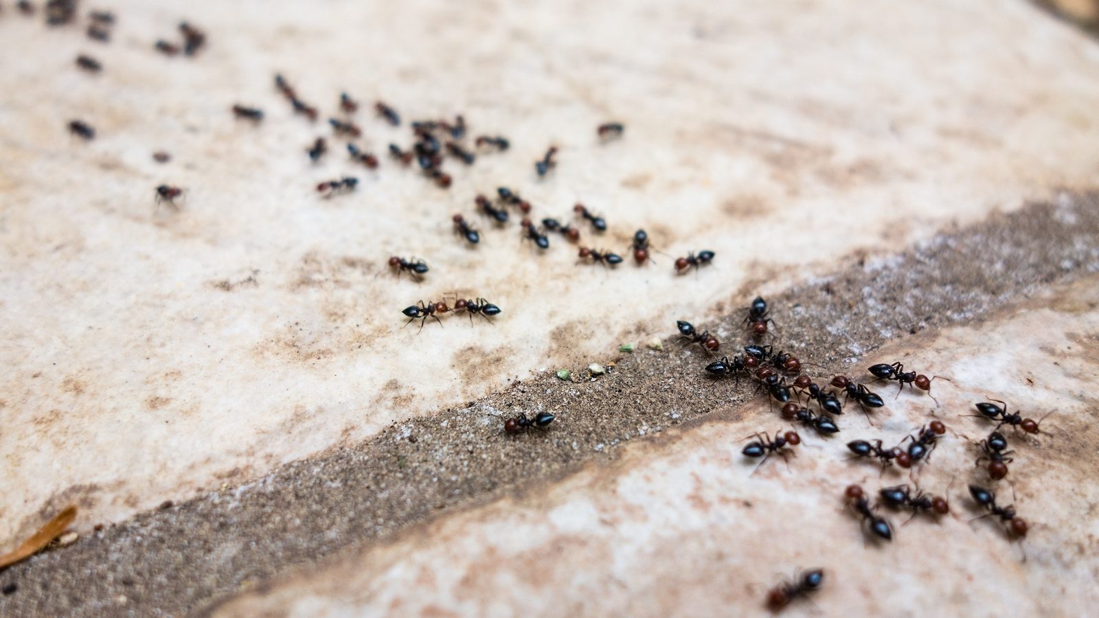 A trail of ants moving along a stone ledge