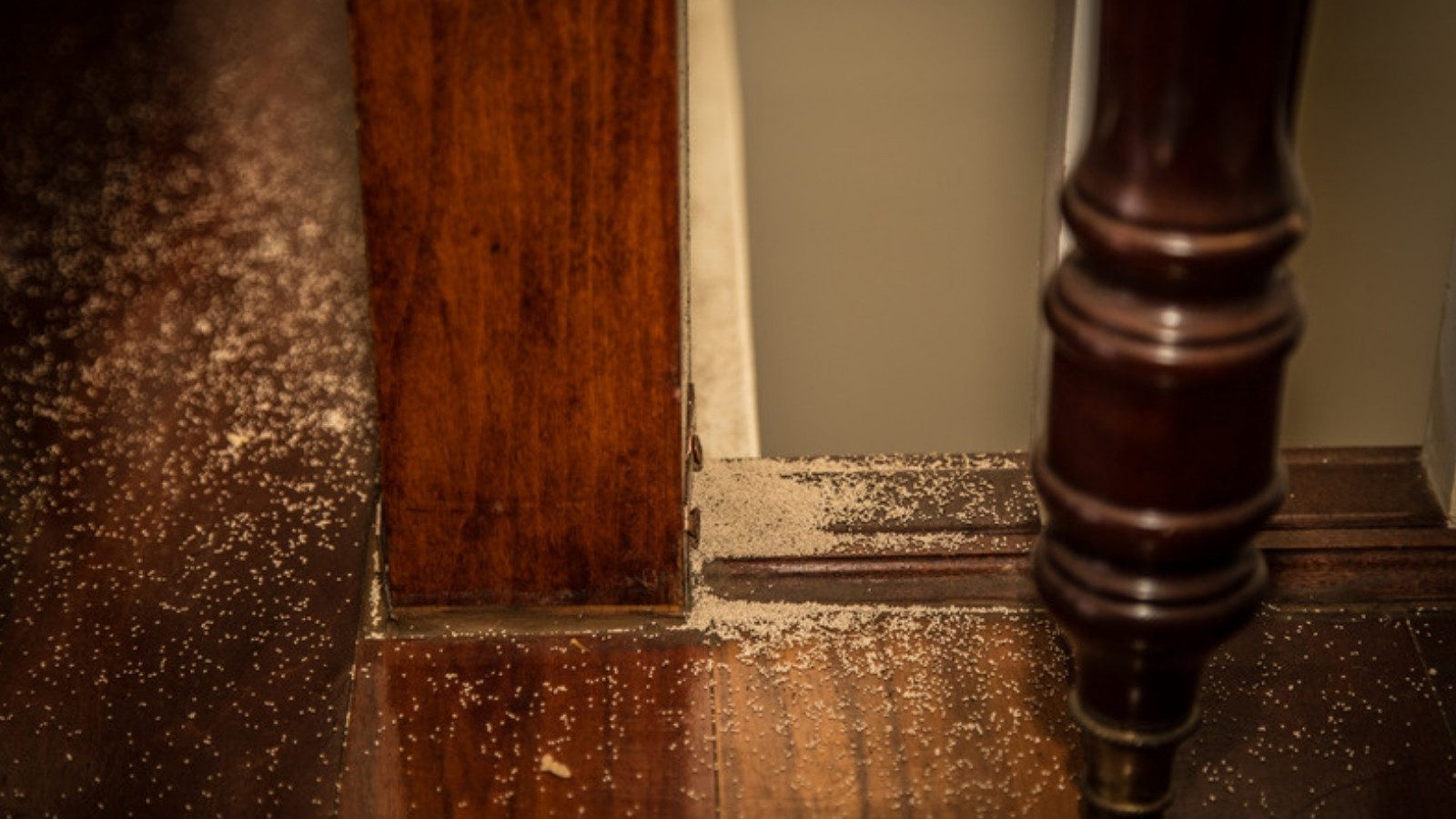 Small pellets scattered on dark wood flooring