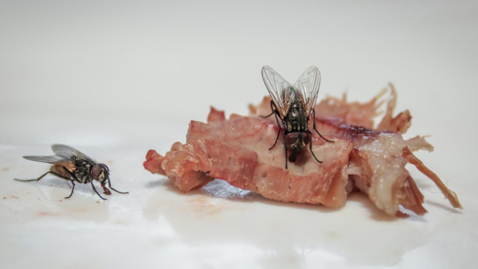 Flies feeding on food on a counter