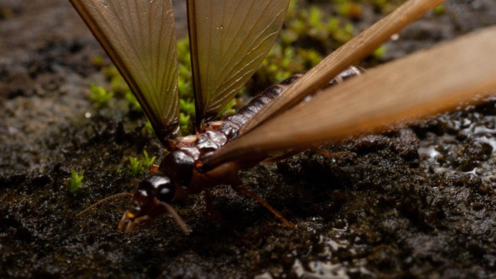 A winged termite on damp ground