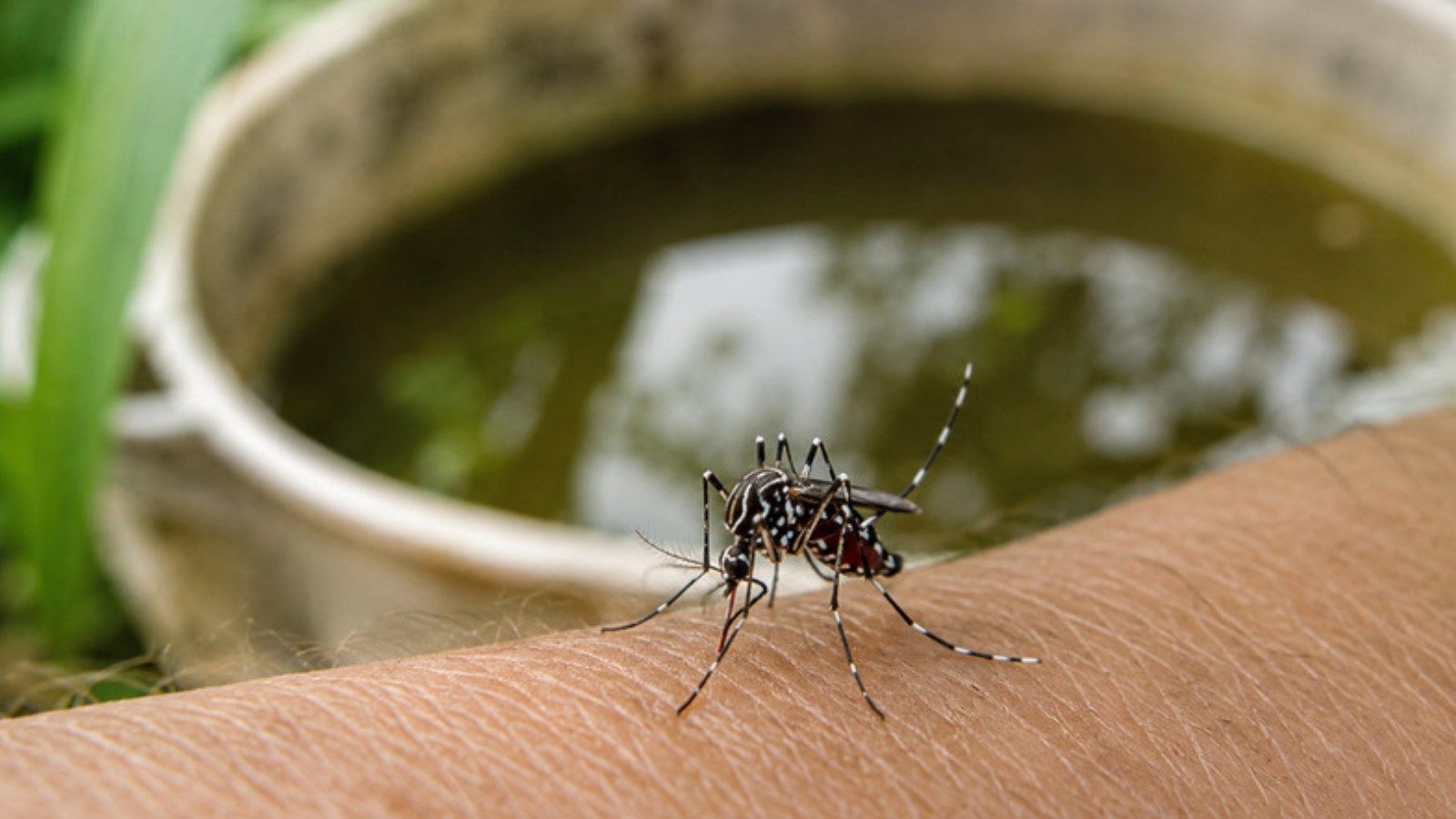 A mosquito on human skin beside standing water