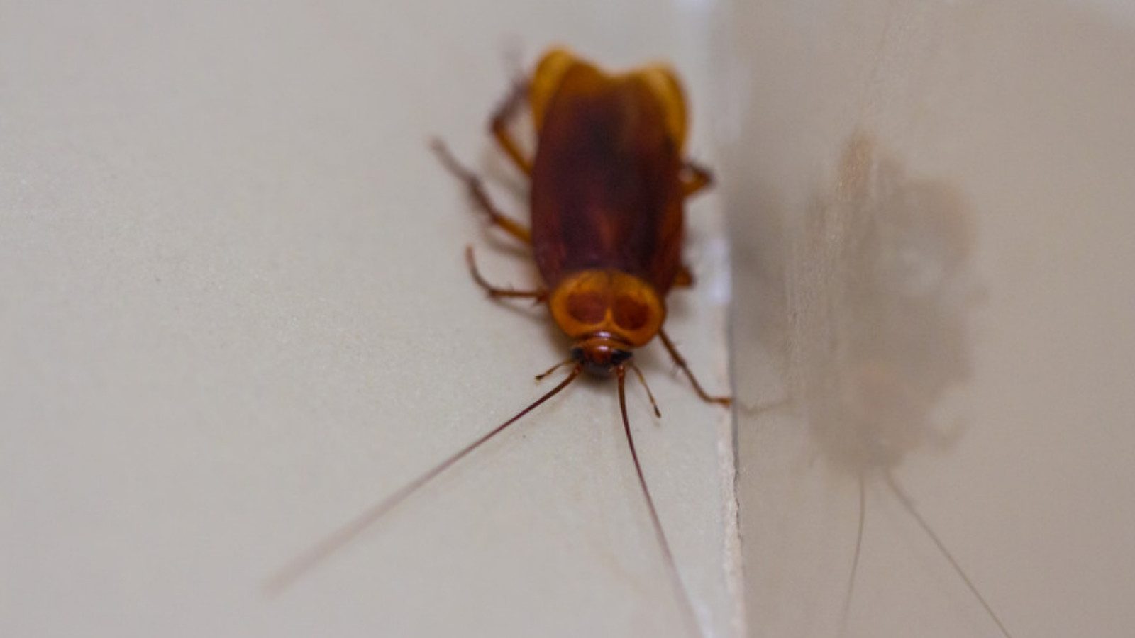 A cockroach in a bathroom corner