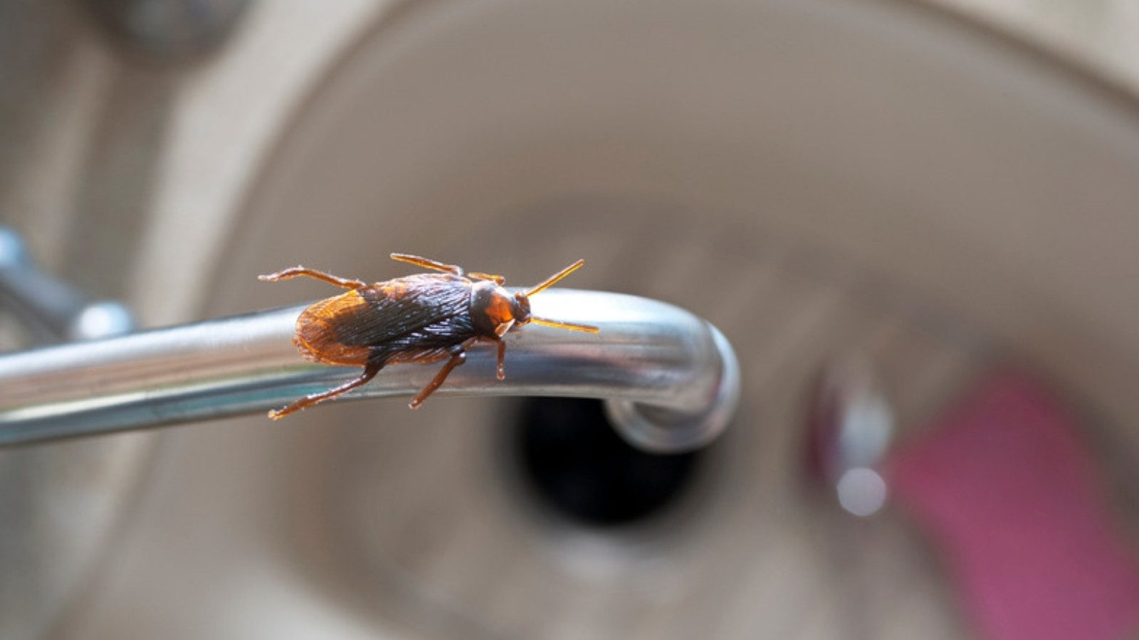 A cockroach on a kitchen faucet