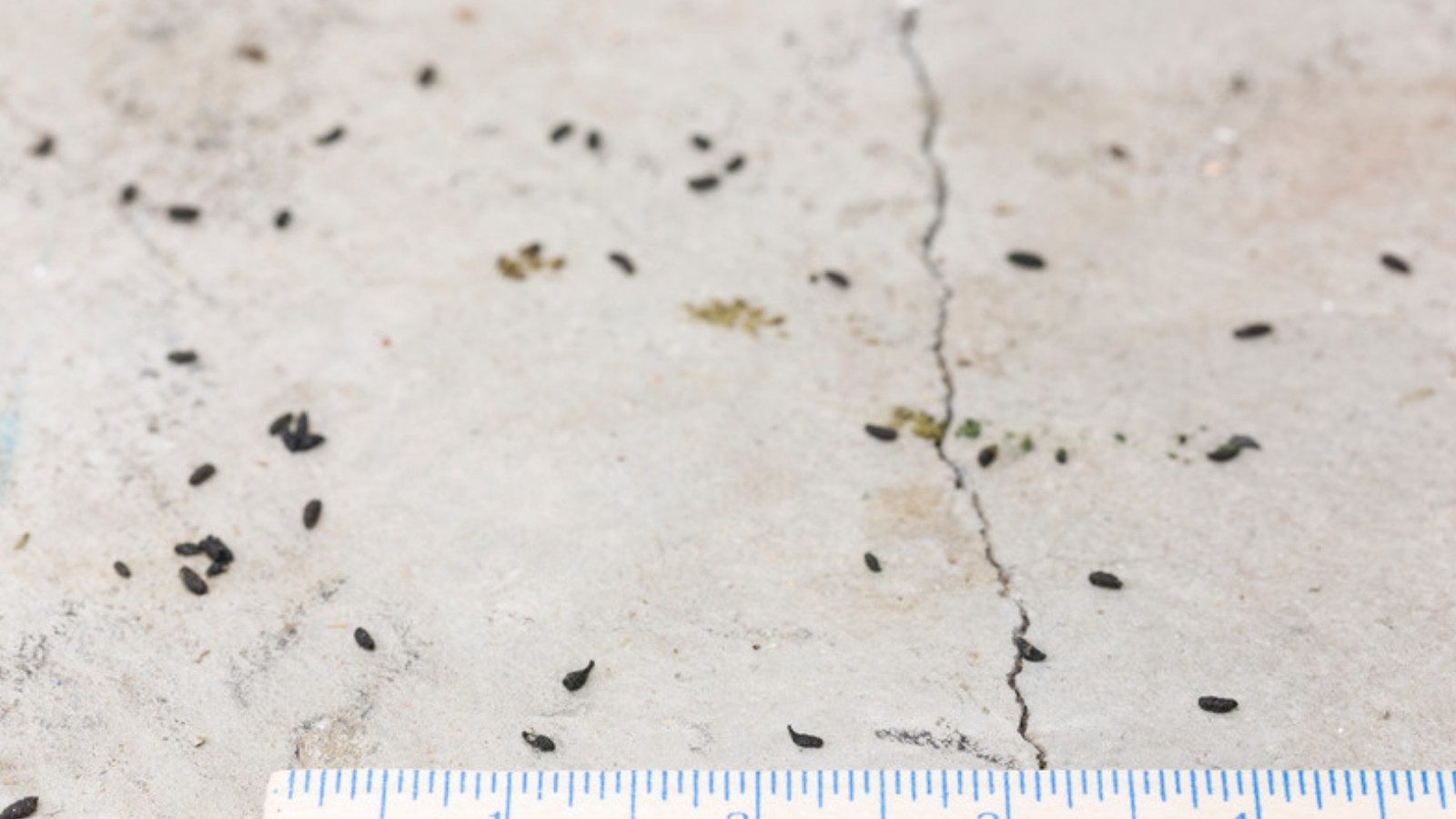 Rodent droppings beside a ruler for scale