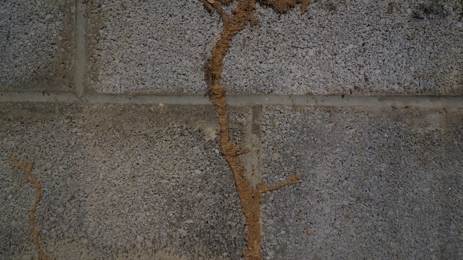 Termite mud tubes on a concrete block wall