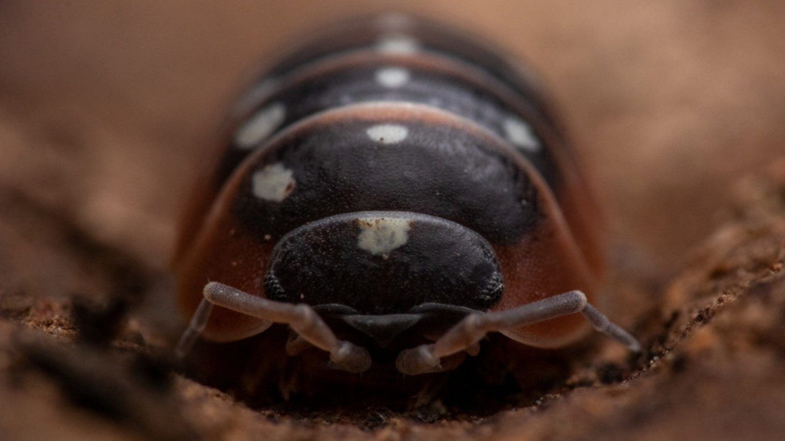 A close-up of a woodlouse (pill bug)
